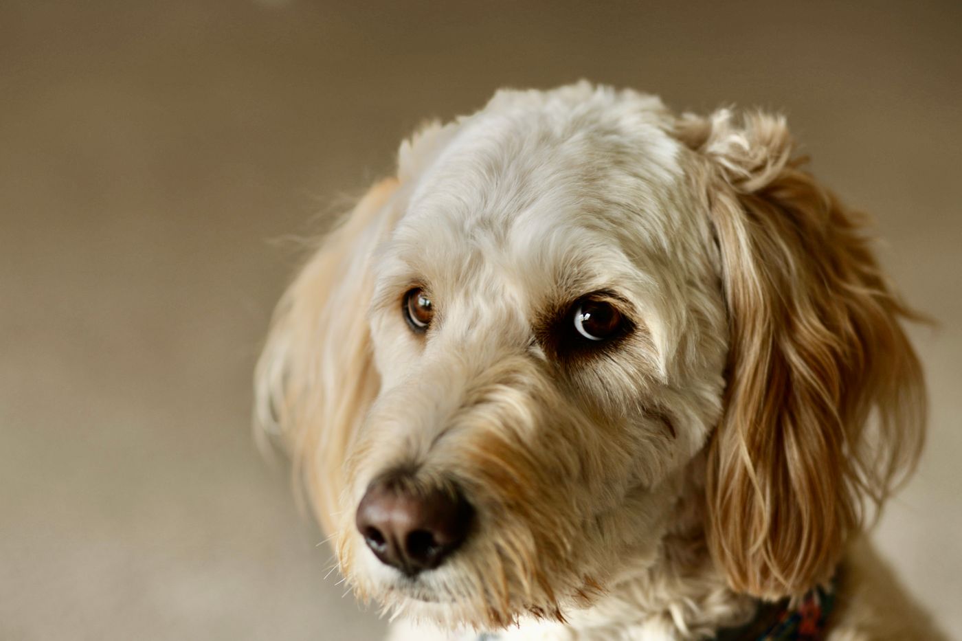 Daisy, a cream Goldendoodle puppy with a wavy coat looking off to the side