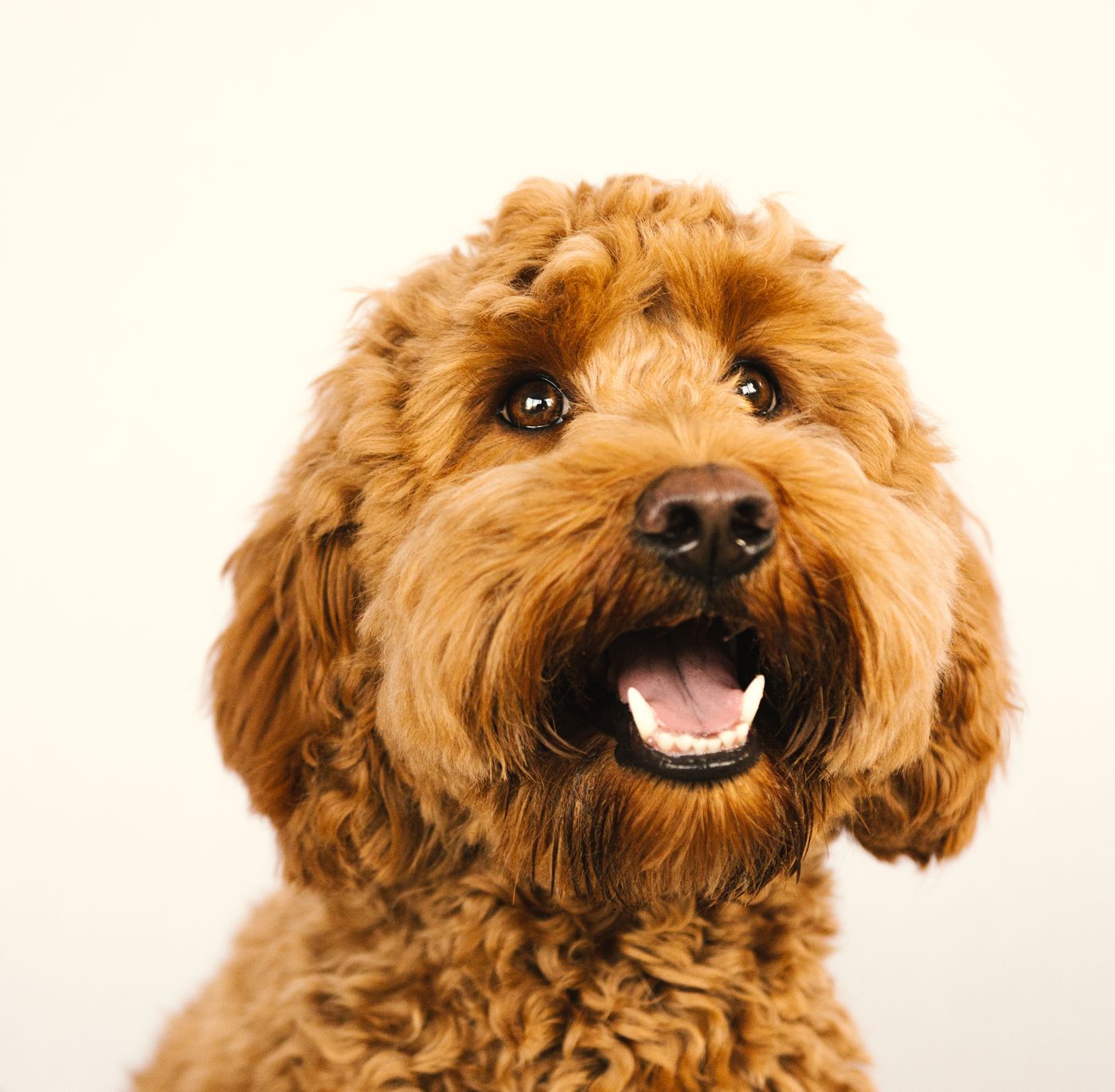 Close-up of a Goldendoodle's curly golden coat and expressive open-mouth smile