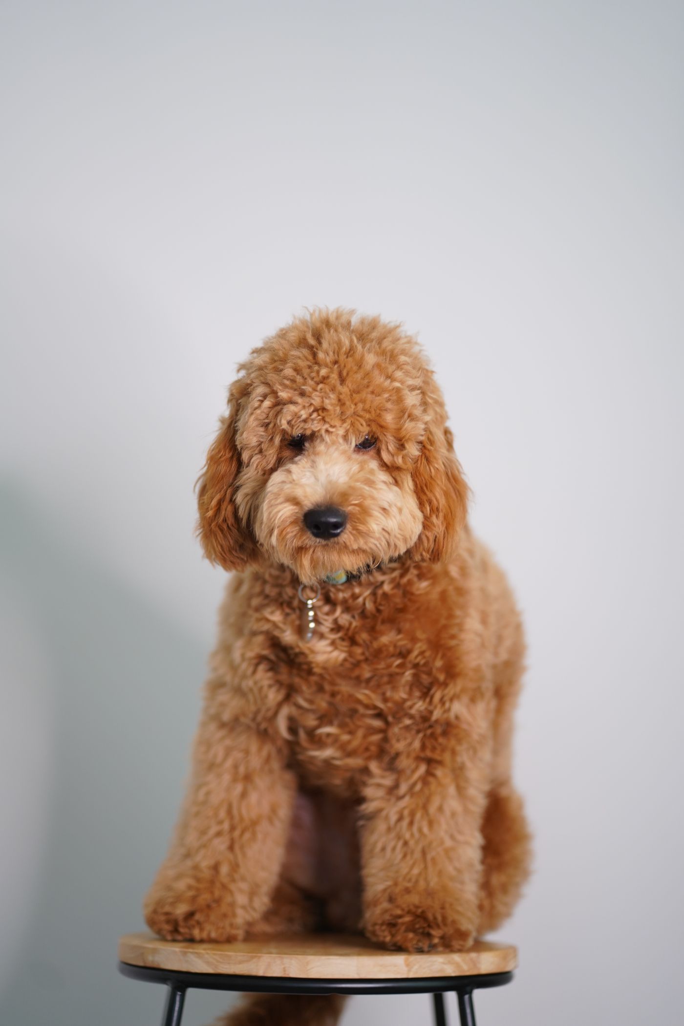 Cooper, a red Goldendoodle puppy sitting alert on a stool