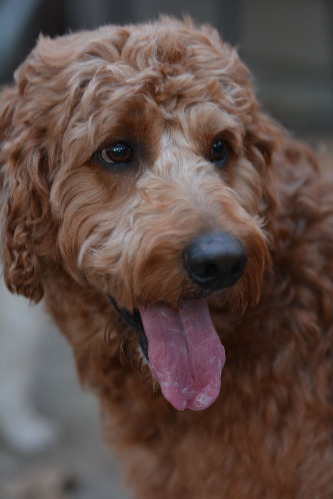 A curly-coated red Goldendoodle with a teddy-bear face, tongue out, looking directly at the camera